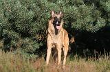 MALINOIS 014